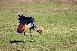 guindaste coroado cinza. a ave nacional de uganda foto