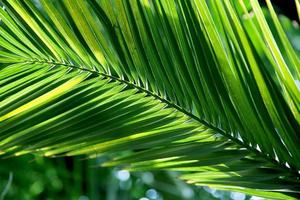 folha de palmeira tropical foto