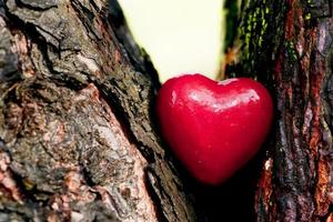 coração vermelho em um tronco de árvore. símbolo romântico do amor foto