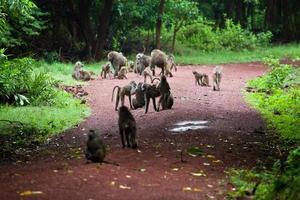 macacos babuínos no mato africano foto
