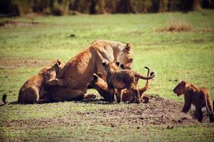 pequenos filhotes de leão com a mãe. Tanzânia, África foto