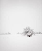 paisagem minimalista do inverno foto