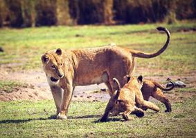 pequenos filhotes de leão com a mãe. Tanzânia, África foto