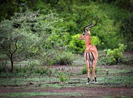 um impala masculino no parque nacional do lago manyara, tanzânia, áfrica. foto