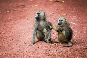 macacos babuínos no mato africano foto