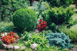 canteiro de flores puro em um jardim doméstico. foto