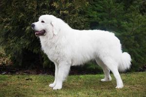 cão pastor tatra polonês. modelo em sua raça. também conhecido como podhalan foto