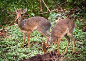 um casal de antílopes dik-dik, na tanzânia, áfrica foto