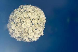 flor da primavera em tonalidade vintage e luz da lente. viburnum macrocephalum foto