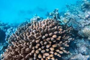 recifes de corais subaquáticos e peixes no Oceano Índico, Maldivas. foto