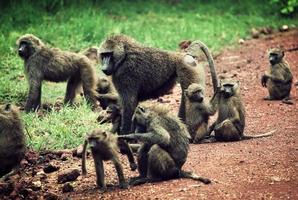 macacos babuínos no mato africano foto