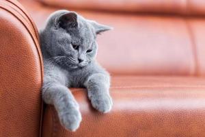 jovem gato bonito descansando no sofá de couro. o gatinho britânico de pêlo curto com pelo cinza azul foto