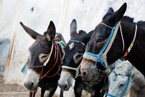 burros em fira na ilha de santorini, grécia. foto