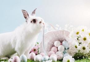 coelho engraçado e cesta cheia de ovos de páscoa. foto