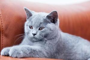 jovem gato bonito descansando no sofá de couro. o gatinho britânico de pêlo curto com pelo cinza azul foto