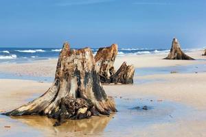 Troncos de árvore de 3000 anos na praia após a tempestade. parque nacional de slowinski, mar báltico, polônia foto