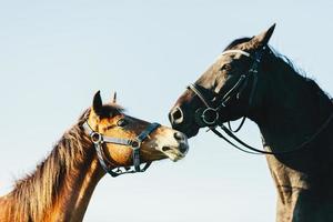 dois cavalos de raça pura no fundo do céu azul foto