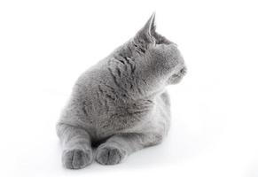 gato shorthair britânico isolado no branco. voltar atrás foto