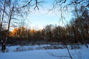 floresta de inverno foto