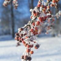 rowanberries de inverno