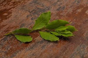 folhas de louro verde no galho foto