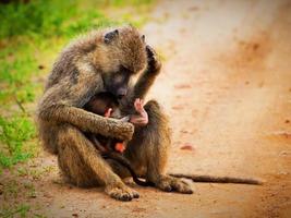 macacos babuíno no mato africano. Tsavo West, Quênia foto