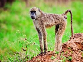macaco babuíno no mato africano. Quênia