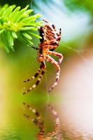 aranha de jardim europeia chamada aranha cruzada. espécie araneus diadematus foto
