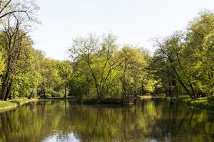 parque de verão, árvores foto