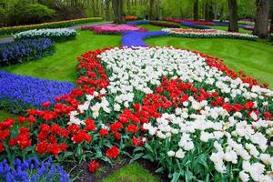 flores de tulipas coloridas na primavera foto