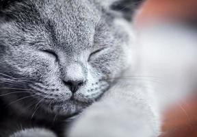 close-up de retrato de gato bonito jovem. o gatinho britânico de pêlo curto com pelo cinza azul foto