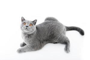gato shorthair britânico isolado no branco. deitado foto