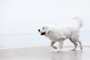 lindo cachorro branco andando na praia. cão pastor polonês tatra foto