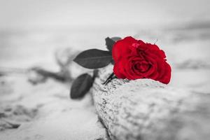 rosa vermelha na praia. cor contra preto e branco. amor, romance, conceitos melancólicos.