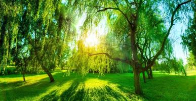panorama do parque verde de verão. sol brilhando através das árvores, folhas. foto