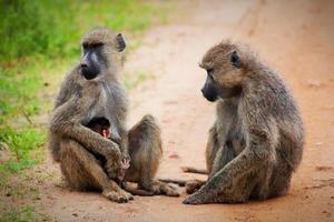 macacos babuíno no mato africano. Tsavo West, Quênia