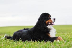 Bernese mountain dog deitado na grama. adulto, puro. foto