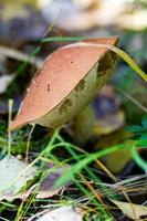 a forma incomum do cogumelo boleto na floresta closeup foto