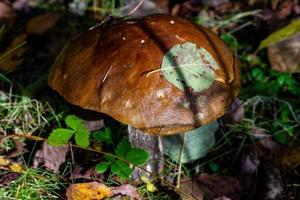 closeup de cogumelo boleto na floresta. foto
