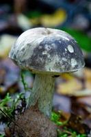 boleto de cogumelo comestível na floresta de outono. foto
