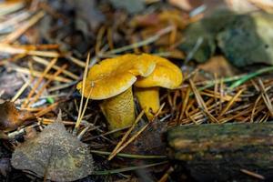 cogumelos chanterelles na floresta muito no outono. foto