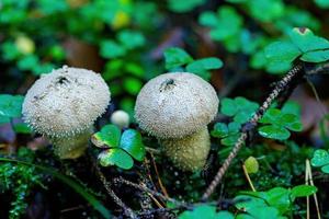 belos cogumelos não comestíveis na floresta. foto