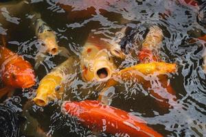 carpas douradas e peixes koi, peixes decorativos coloridos flutuam em uma lagoa artificial, conceito animal. foto