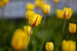 tulipas amarelas foto