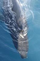 cabeça de baleia jubarte foto
