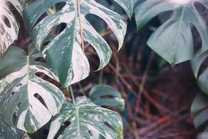 monstera folhas verdes ou monstera deliciosa, padrões de fundo ou floresta tropical de folhas verdes. foto