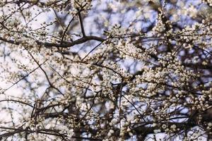 primavera, cerejeira florescendo. árvore florescendo, muitas flores brancas e botões com fundo desfocado. foto