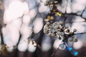 primavera, cerejeira florescendo. árvore florescendo, muitas flores brancas e botões com fundo desfocado. foto