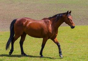 Imagem cabeça de cavalo - Imagens Grátis Para Imprimir - img 20758