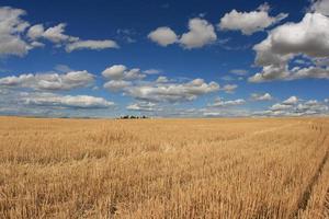 campo de trigo no leste de washington foto